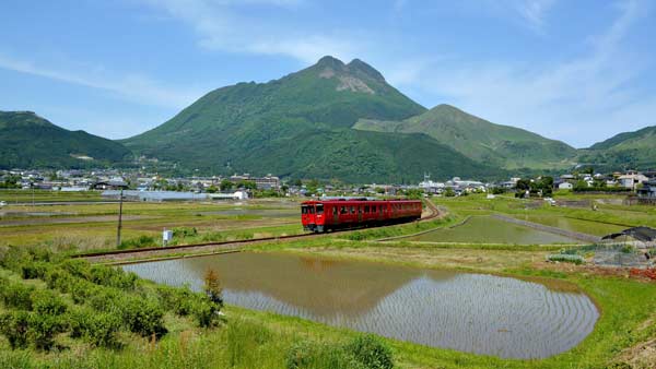 由布岳と水田風景