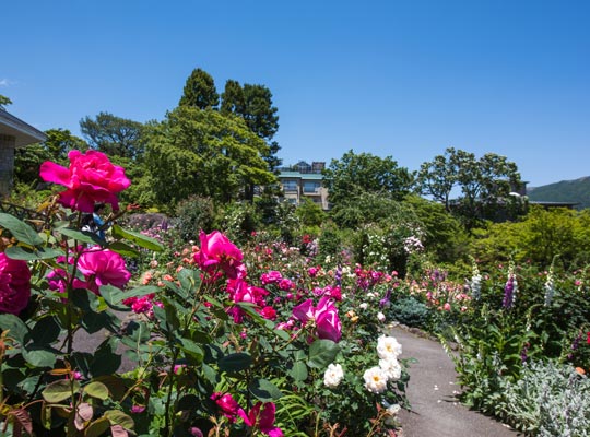 強羅公園 ローズガーデン