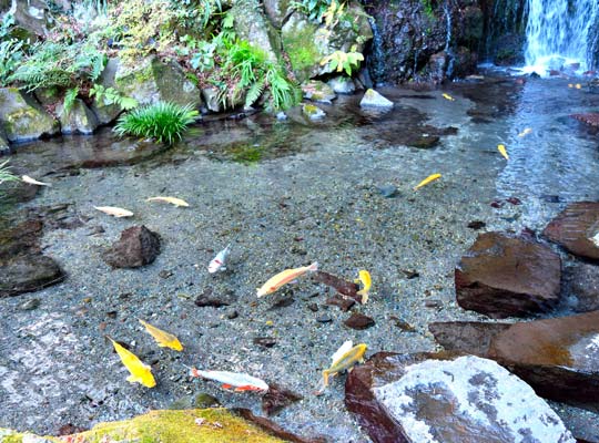 箱根湯本 玉簾の滝前の池