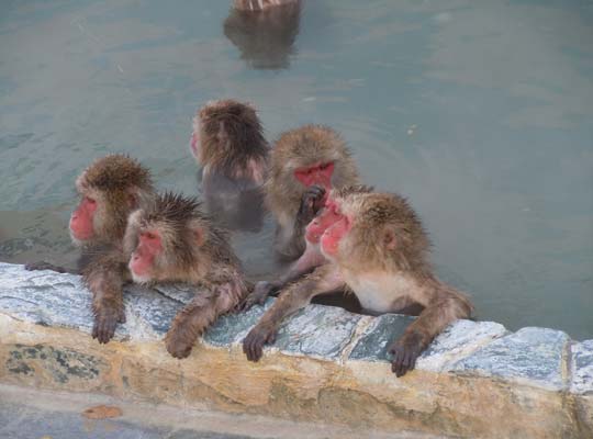函館温泉・湯の川温泉 温泉に入るニホンザル