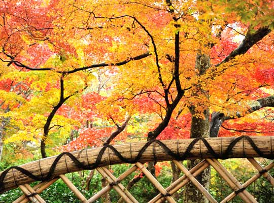 強羅温泉 箱根美術館の紅葉