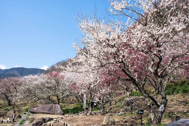 湯河原温泉