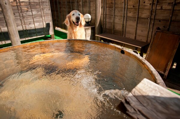 いつも一緒 ペットと泊まれる宿 だいこく館