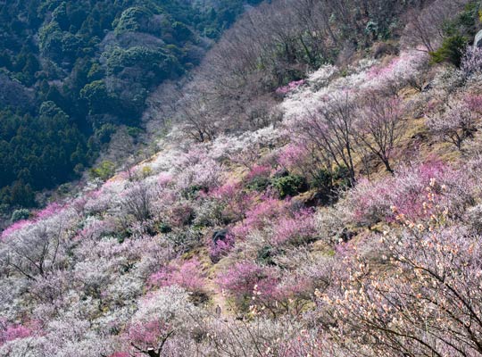 幕山公園(湯河原梅林)