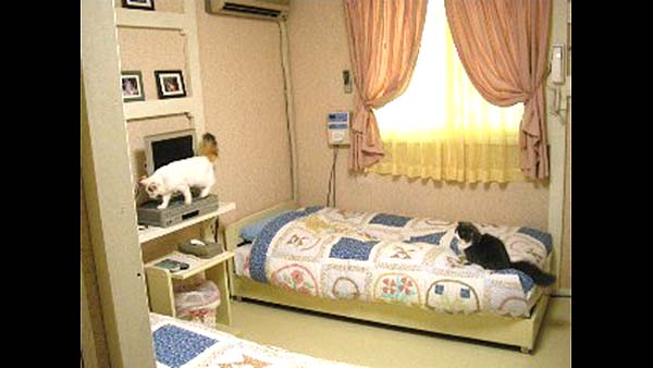 富士山 健康開運温泉猫と小犬のお宿 ペンションブルーポピー