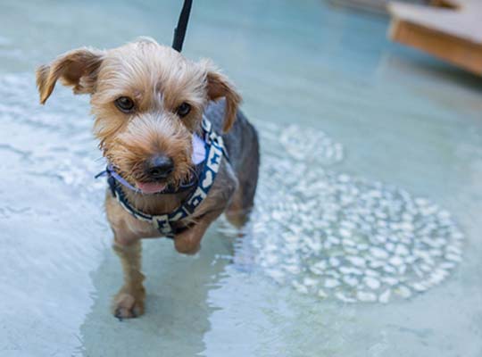 DOG SPA RESORT アルトピアーノ