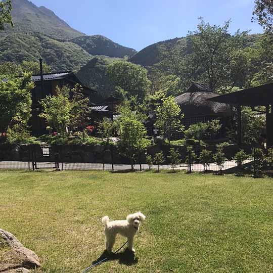 由布院温泉 楓の小舎 ドッグラン