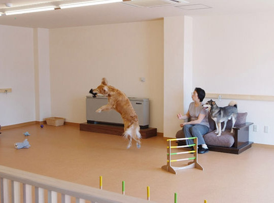 いつも一緒 ペットと泊まれる宿 だいこく館