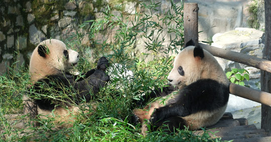 上海動物園