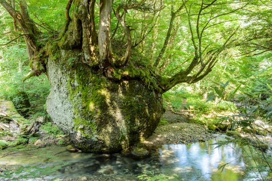ネコバリ岩