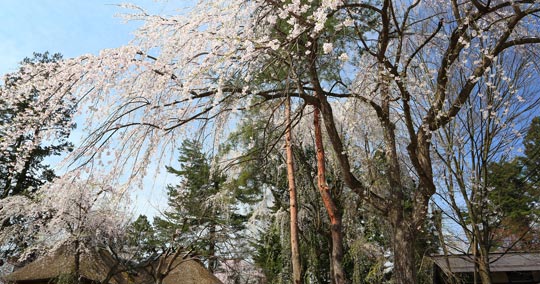 角館 桜まつり