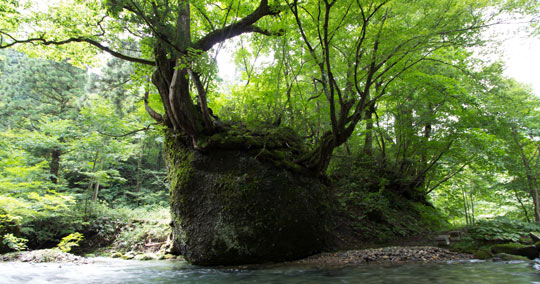 ネコバリ岩
