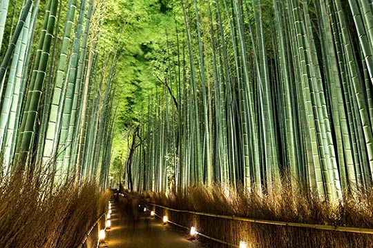 竹林の道