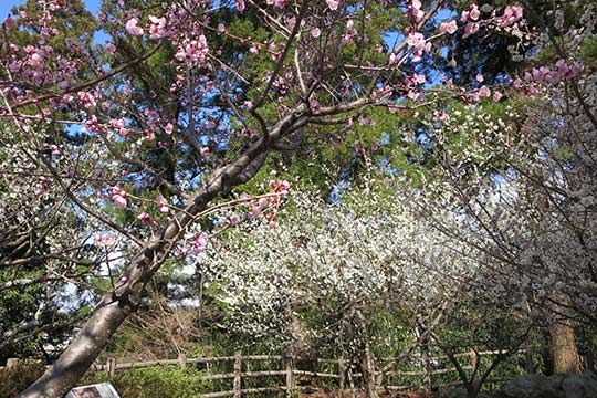 愛宕山公園