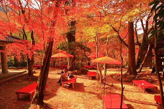 瑞宝寺公園もみじ茶屋