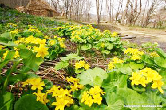 北邦野草園