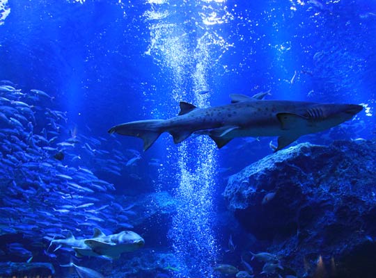 すみだ水族館