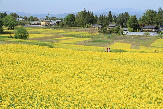 国営アルプスあづみの公園(堀金・穂高地区)