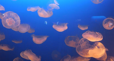 新江ノ島水族館