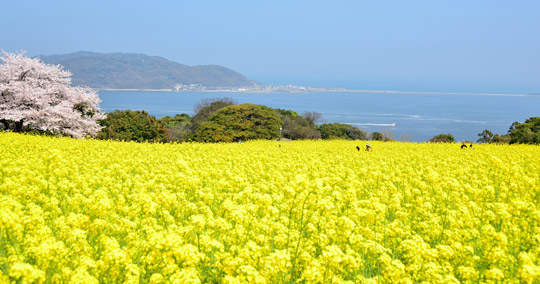 能古島(のこのしま)