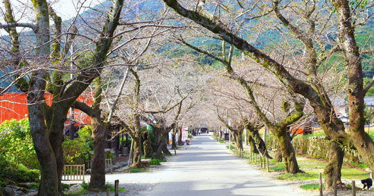 秋月城下町