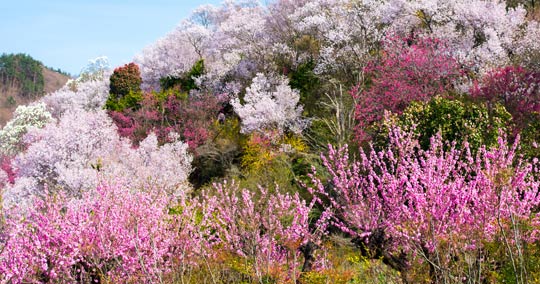 花見山公園