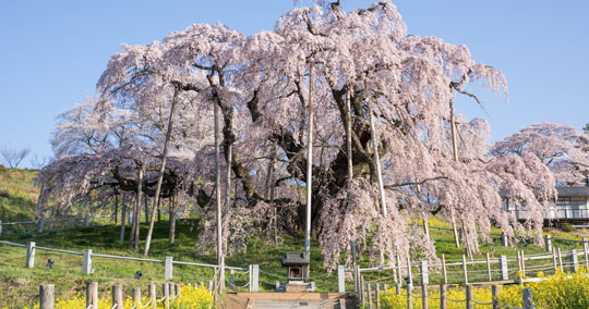 三春滝桜