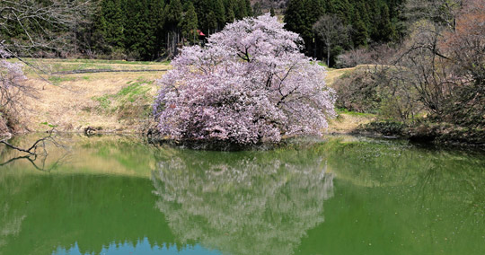 鏡桜