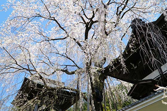 浄福寺
