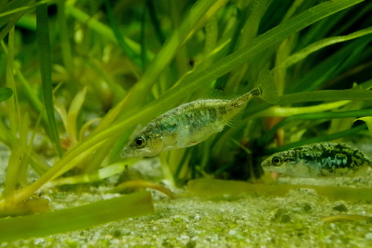 世界淡水魚園水族館 アクア・トト ぎふ