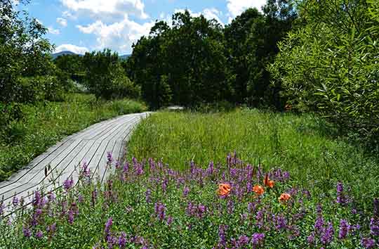 箱根湿生花園