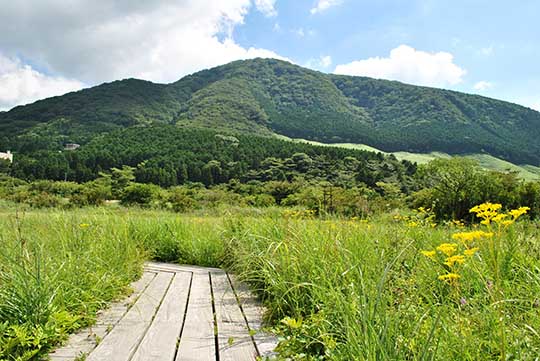 箱根湿生花園