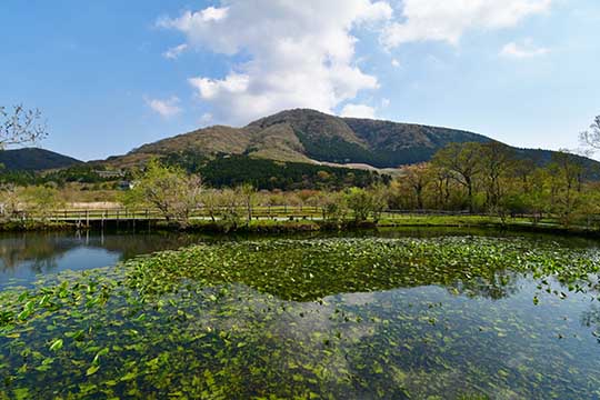 箱根湿生花園