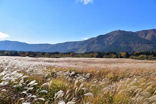 仙石原高原