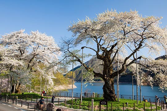 荘川桜