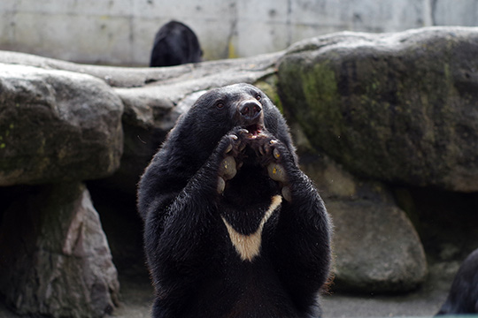 奥飛騨クマ牧場