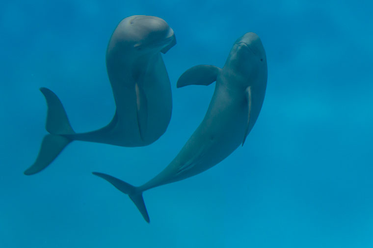 宮島水族館 スナメリ