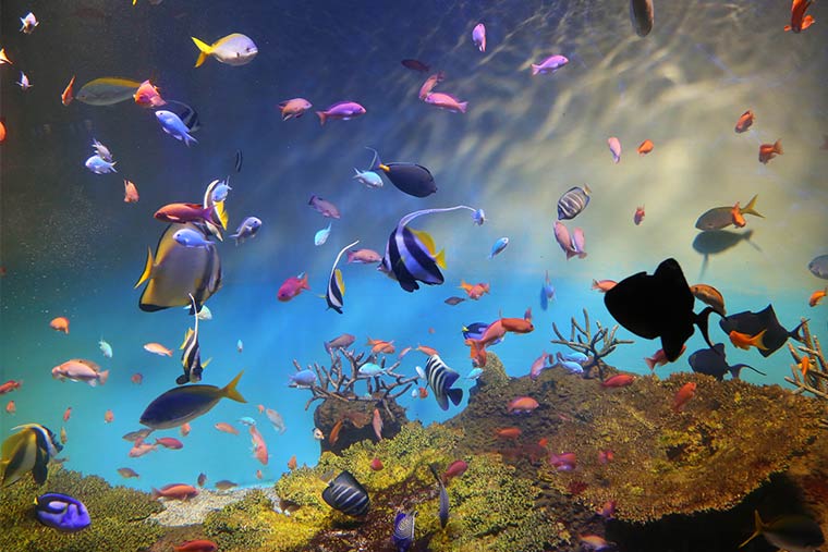 宮島水族館