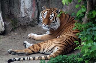 札幌市円山動物園