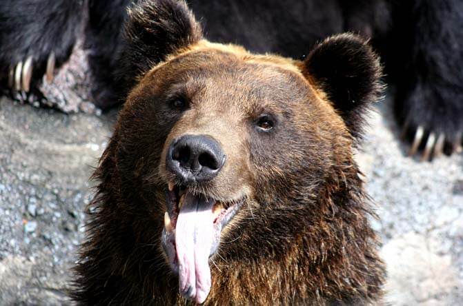 のぼりべつ クマ牧場