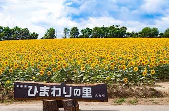 北竜町ひまわりの里