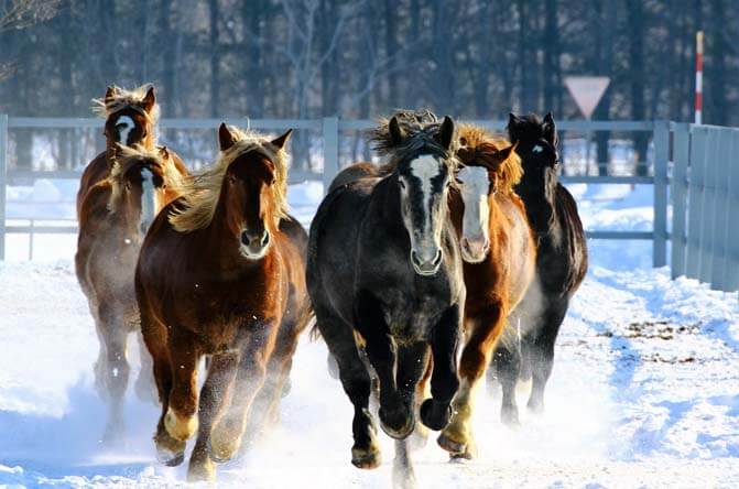 ばんえい十勝 帯広競馬場