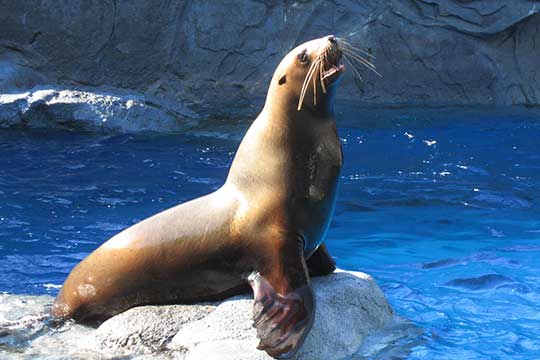 鳥羽水族館