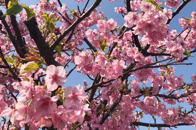 福ふくの里 河津桜