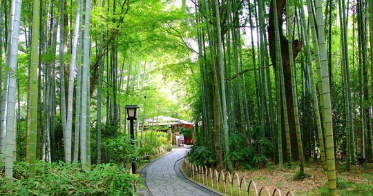竹林の小径