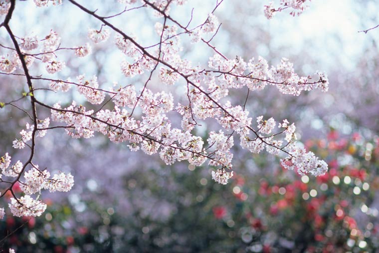 源氏山公園