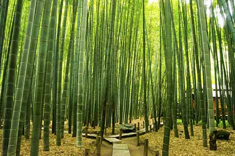 報国寺(竹林)
