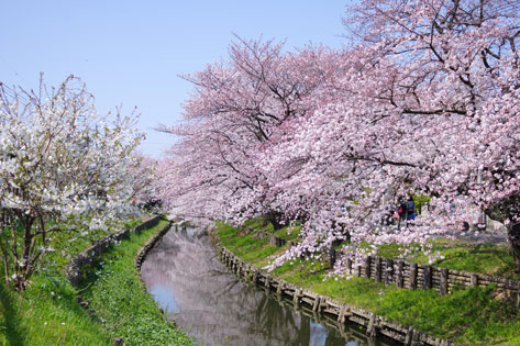 新河岸川