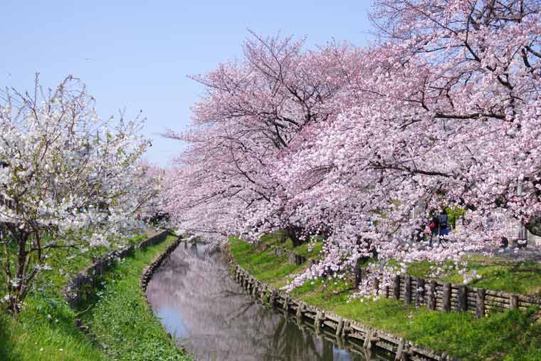 新河岸川