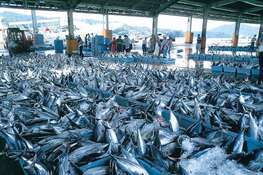 気仙沼市魚市場